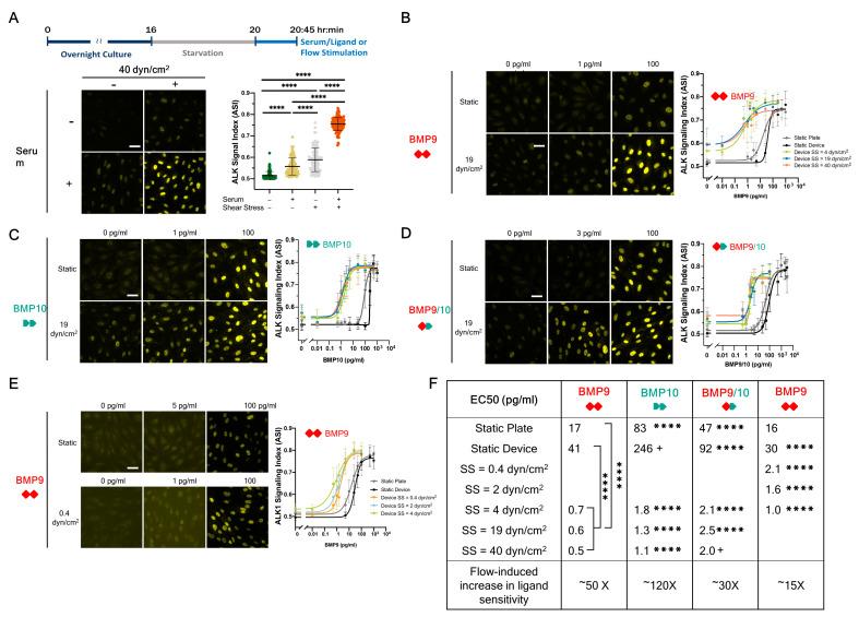 https://cdn.ncbi.nlm.nih.gov/pmc/blobs/ff78/10854672/22d381ddf033/cells-13-00285-g002.jpg