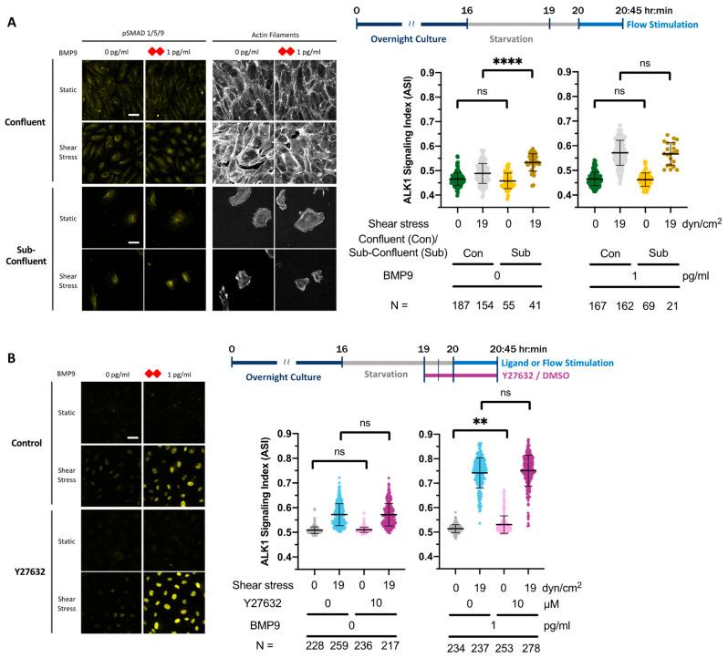 https://cdn.ncbi.nlm.nih.gov/pmc/blobs/ff78/10854672/e4f82aa6e266/cells-13-00285-g005a.jpg