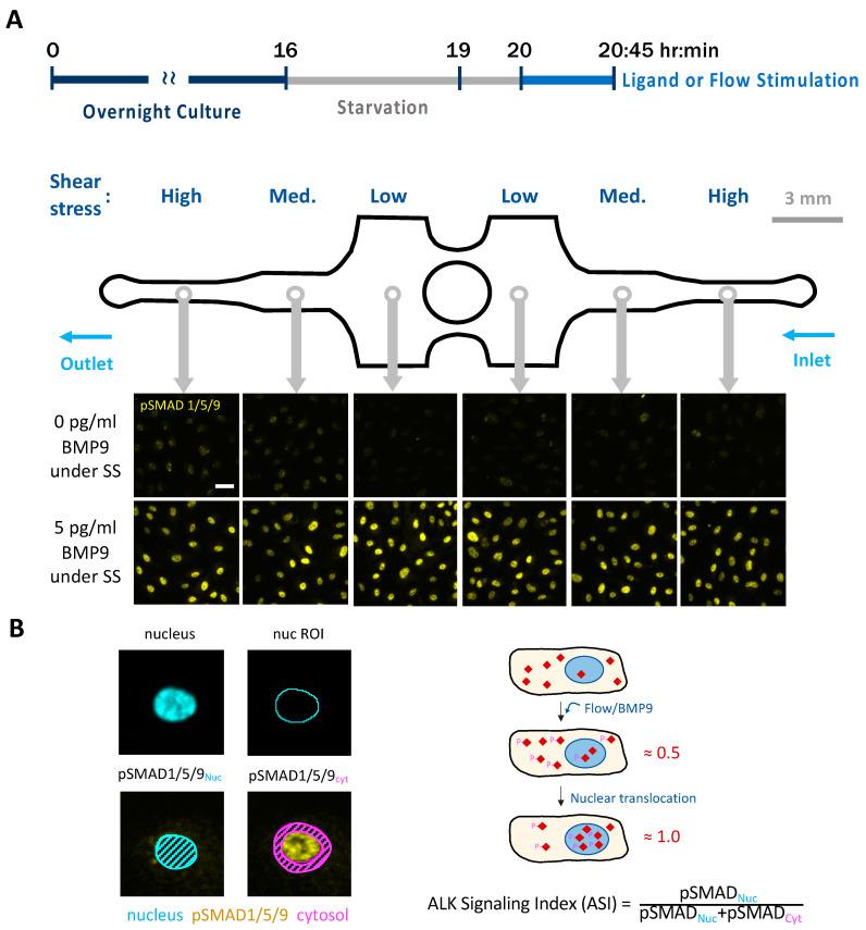 https://cdn.ncbi.nlm.nih.gov/pmc/blobs/ff78/10854672/f7591714f783/cells-13-00285-g001.jpg