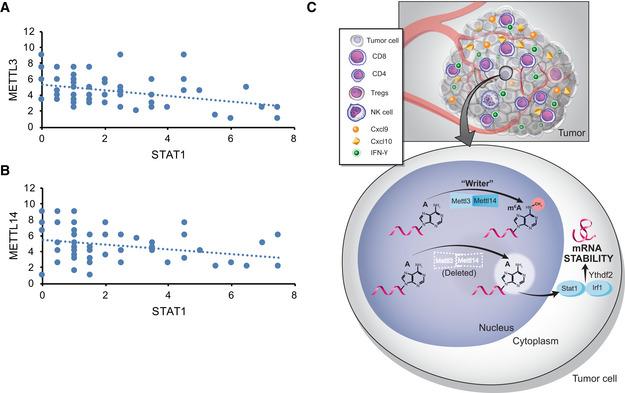 https://cdn.ncbi.nlm.nih.gov/pmc/blobs/ff9b/7560214/ef912ca80558/EMBJ-39-e104514-g010.jpg