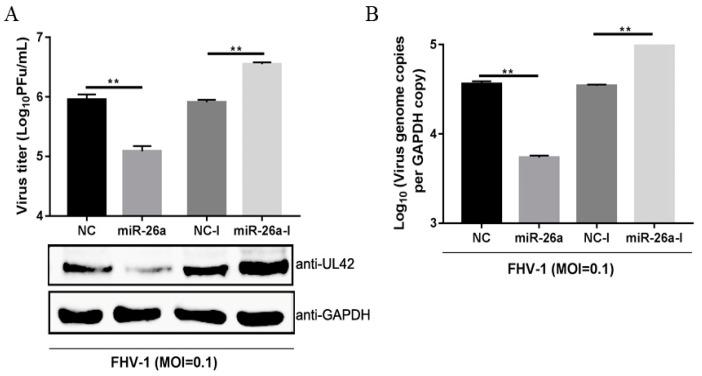 https://cdn.ncbi.nlm.nih.gov/pmc/blobs/ffae/7020096/8f1a539a1bd7/viruses-12-00002-g003.jpg