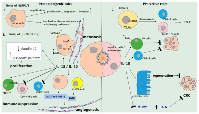 https://cdn.ncbi.nlm.nih.gov/pmc/blobs/ffbd/8304688/f04c1091ea45/cancers-13-03620-g002.jpg