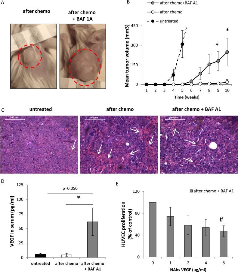 https://cdn.ncbi.nlm.nih.gov/pmc/blobs/ffd9/5354733/d77e2a9298b8/oncotarget-08-9303-g008.jpg